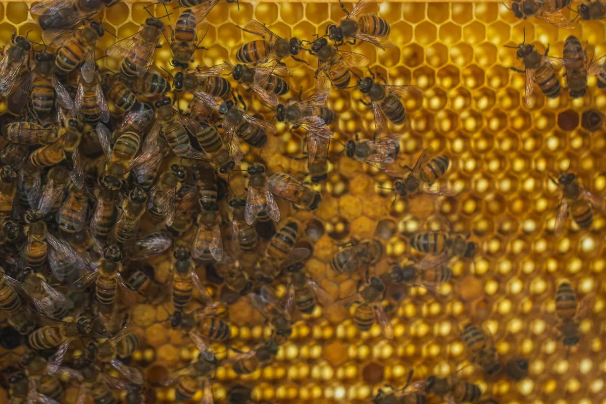 A Beginner's Guide to the Three Castes of Honey Bees: Queen, Worker and Drone