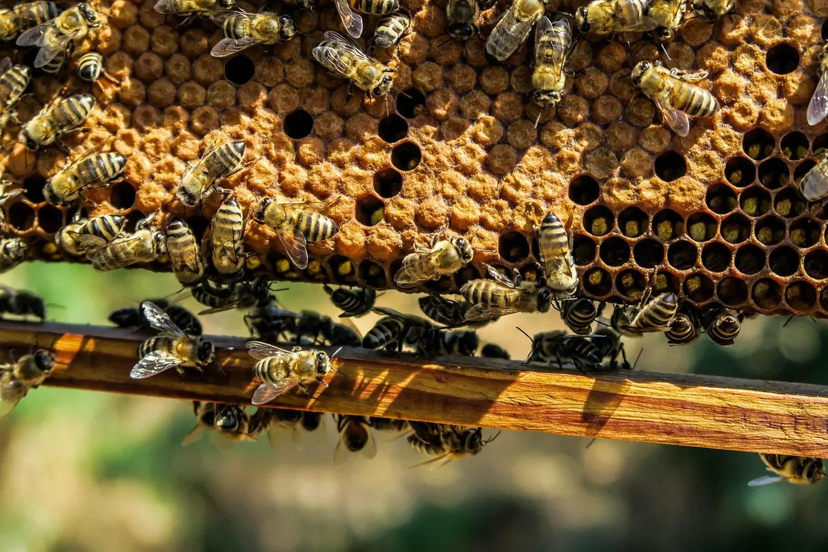 Beeswax Wraps, Candles and Balms: 10 Easy Projects for Home Beekeepers
