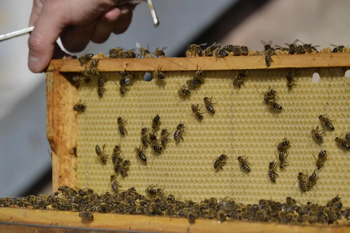 Common Mistakes New Beekeepers Make in Their First Year