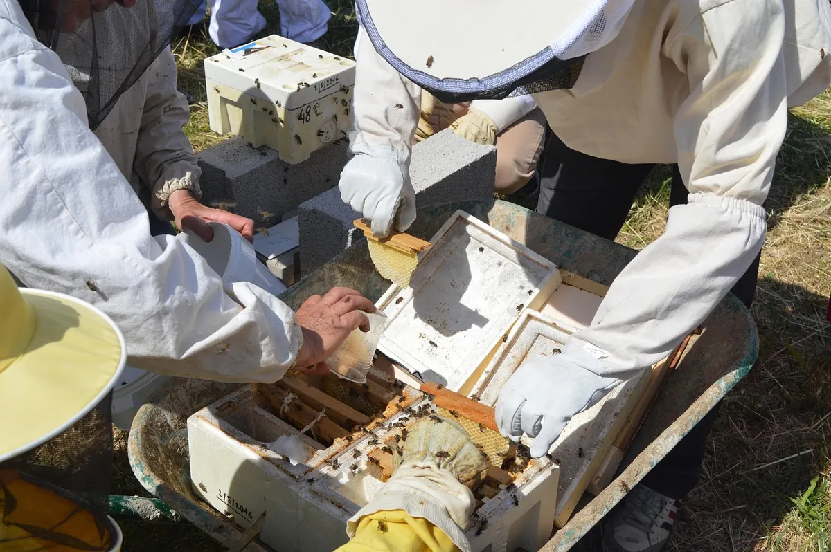 How to Inspect a Beehive: A Beginner's Step-by-Step Guide
