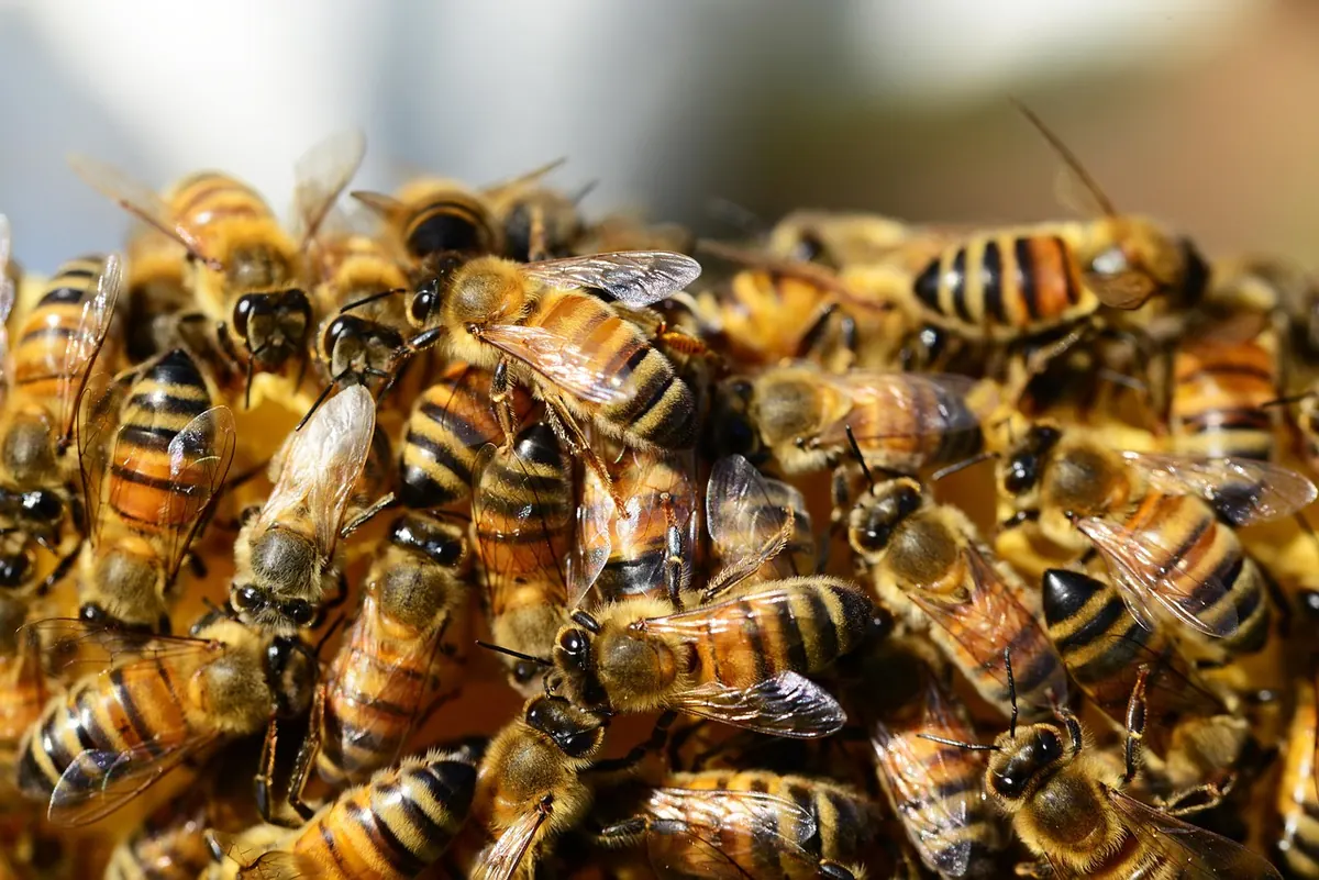 How to Set Up Your First Beehive in a UK Garden: A Step-by-Step Guide