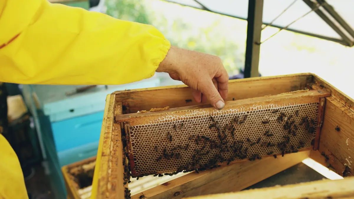 The Beekeeper's Year: A Month-by-Month Apiary Checklist for the UK